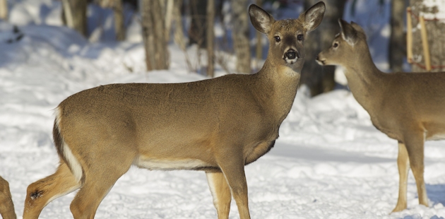 White-tailed deer in Bas-Saint-Laurent